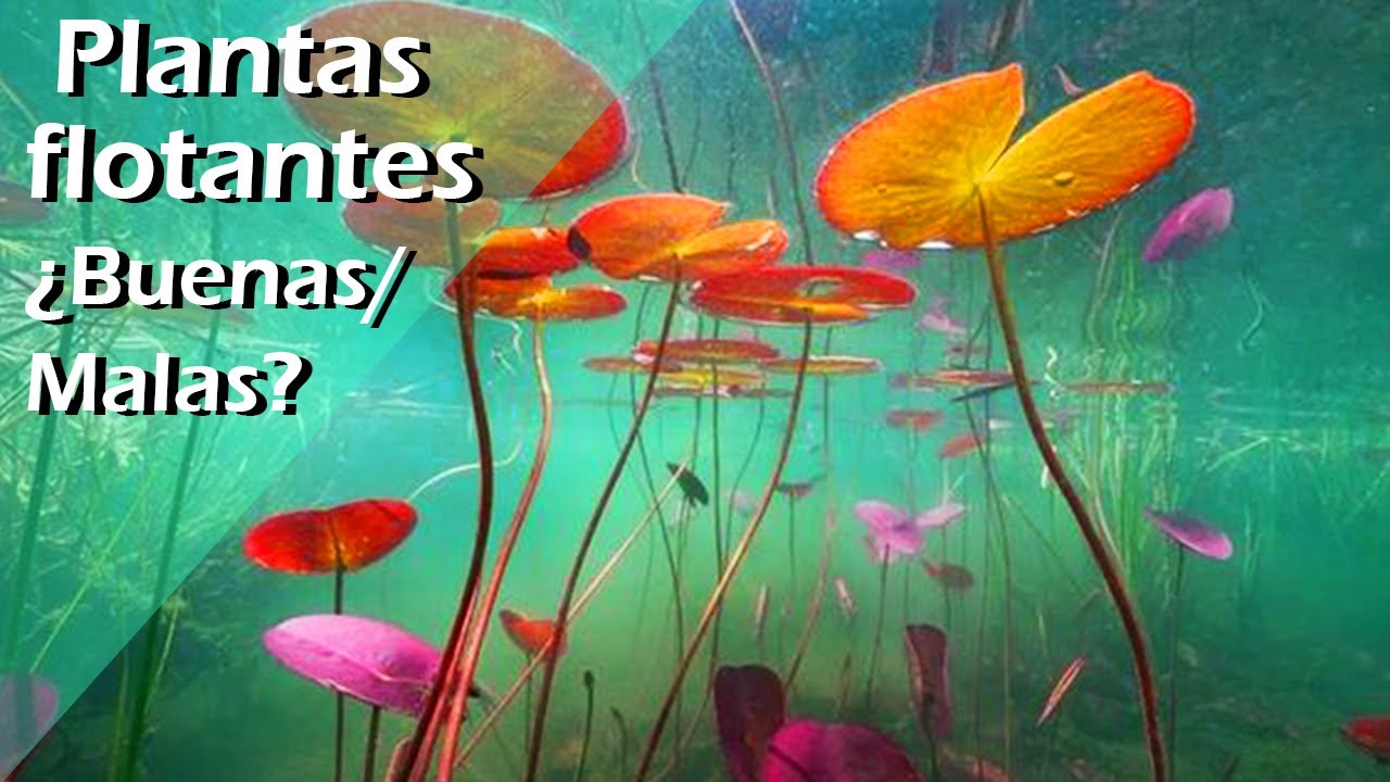 162🔸🌸.- PLANTAS FLOTANTES en ACUARIO ¿Aliadas o un PROBLEMA oculto?