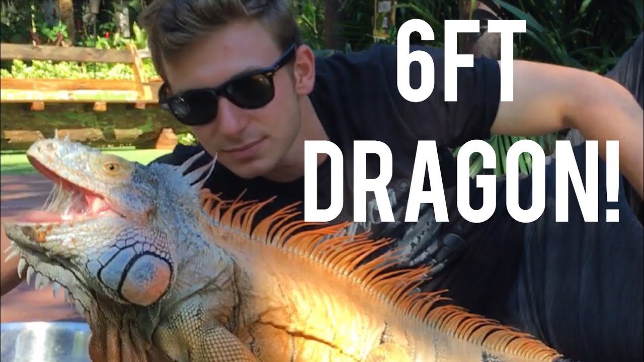 GIANT WILD IGUANA & CROC SQUAD UPDATE!!