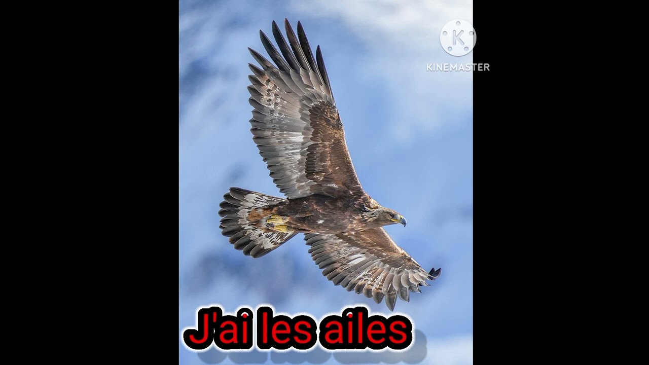 J'AI LES AILES 