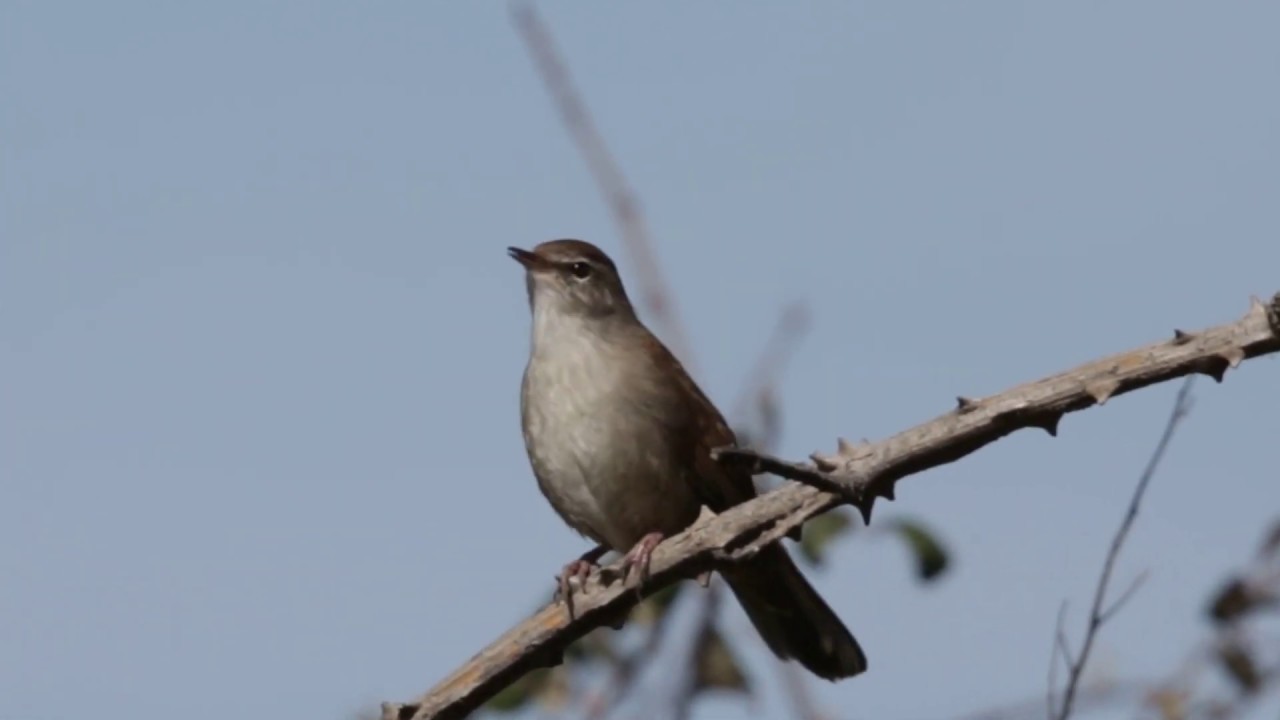 Ruiseñor bastardo - Cetia ruiseñor cantando. (Cettia cetti). Extremadura