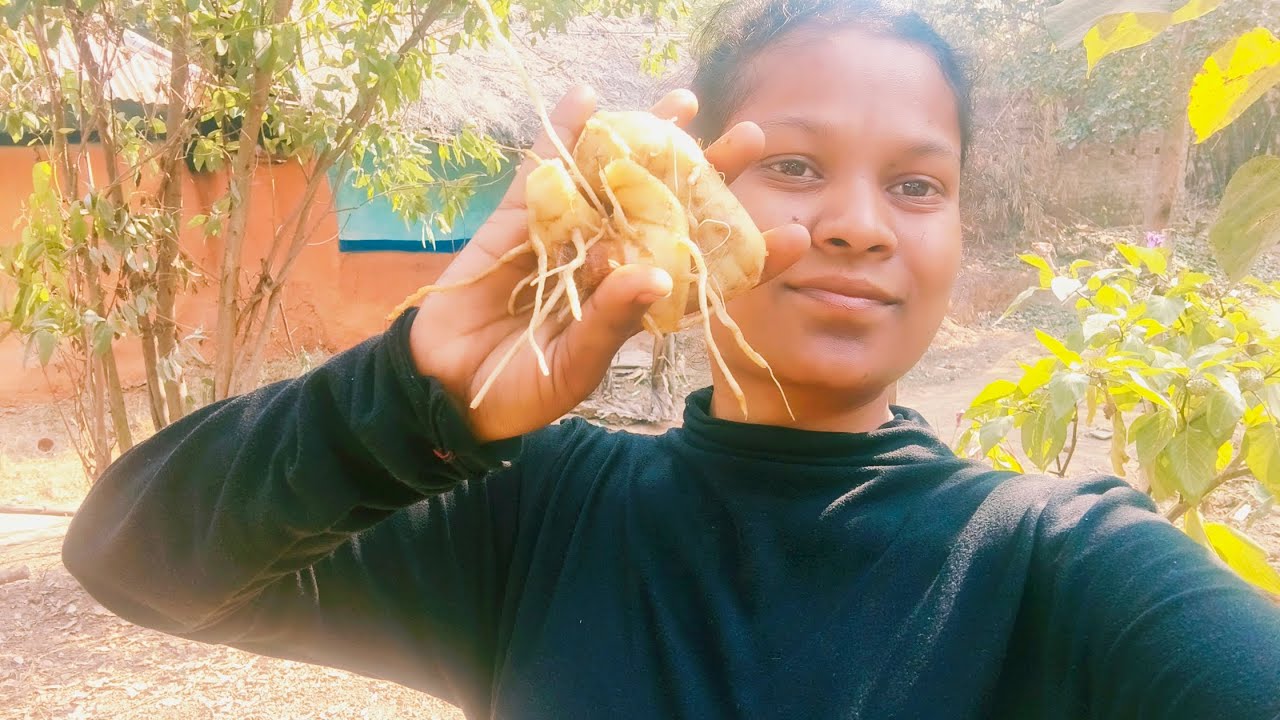 Juri buti ran sendra #likeandsubscribe #like #vlog #likecommentsubscribe 