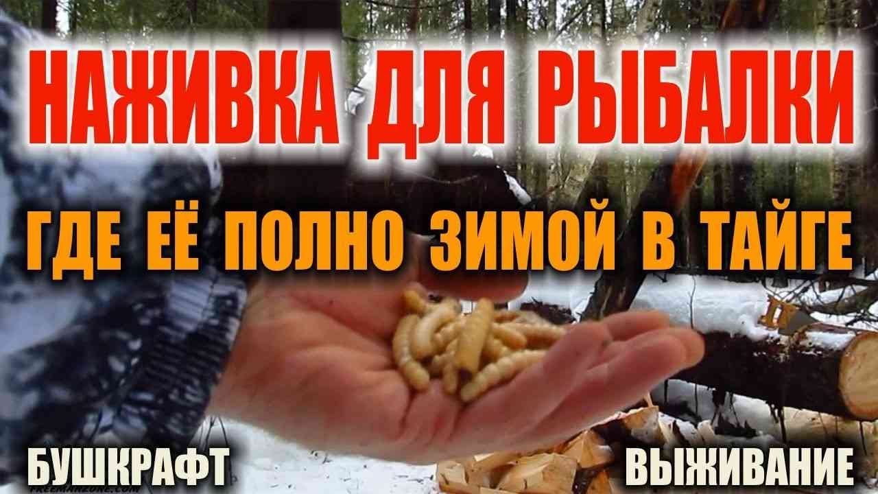 ЗИМНЯЯ РЫБАЛКА БУШКРАФТ. ЗИМНЯЯ НАЖИВКА ДЛЯ РЫБАЛКИ В ЛЕСУ, КОТОРОЙ РЕАЛЬНО МНОГО. Выживание зимой.