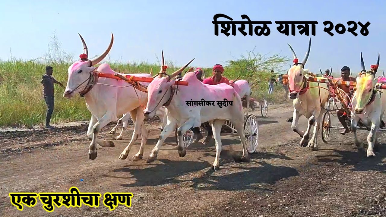 शिरोळ यात्रा जनरल | १ kolhapur भुंडा - हरिपूर गज्या २ हरण्या - बाशिंग ३ बुलेट - सायलेंट वश्या