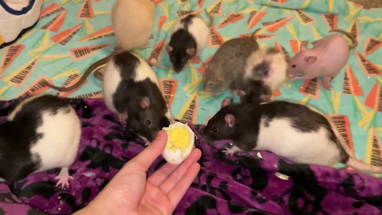 10 Rats VS 1 Boiled Egg!