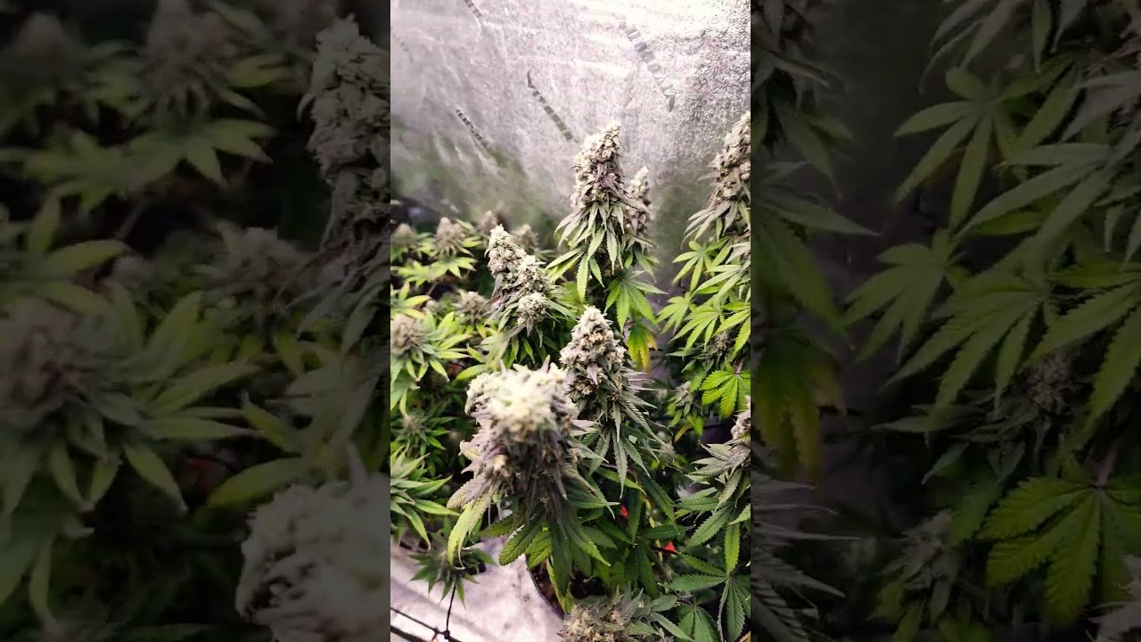 Girl Scout Cookies Extreme and Skunky Zkittles