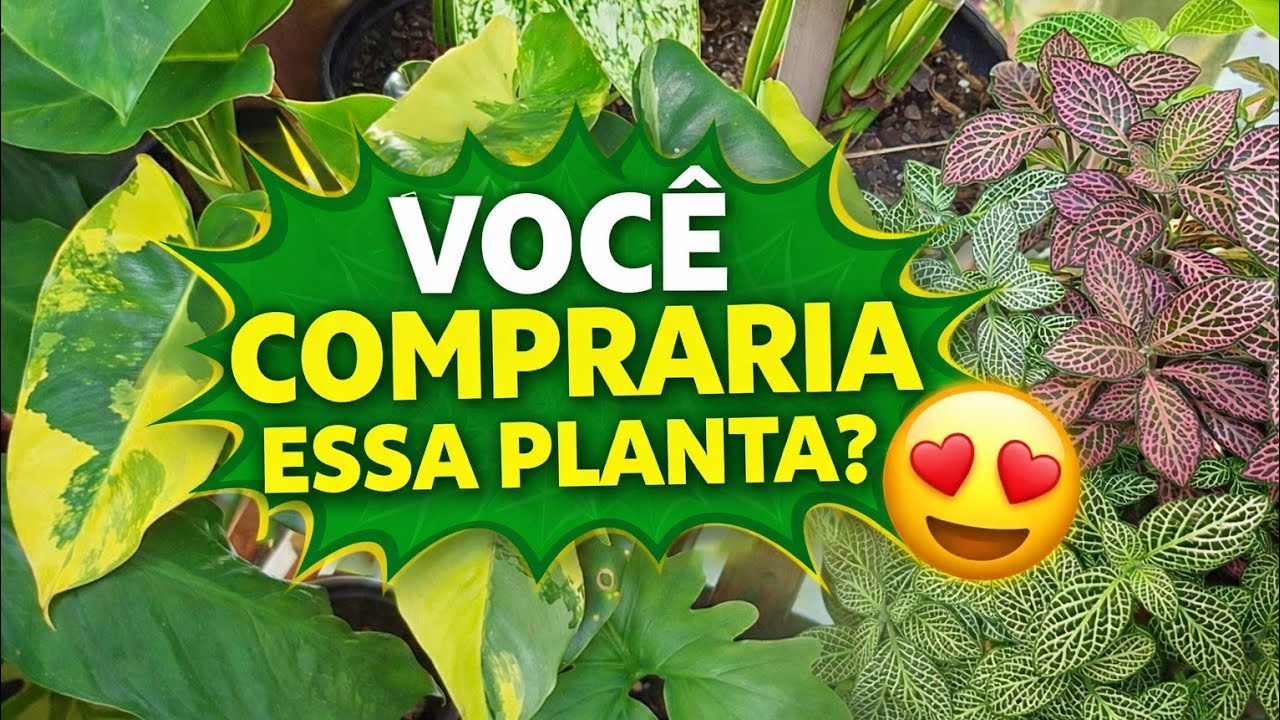 Você Compraria Essa Planta? 😍 Mostrando as Novas Aquisições e Plantas à Venda