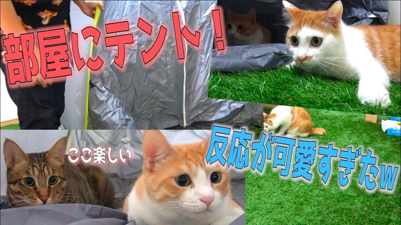 部屋にテントを設置してみたら猫たちの反応が可愛すぎたwww