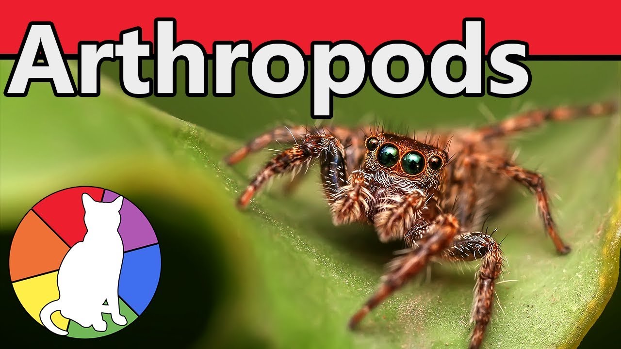 Arthropods | Animal Fact Files