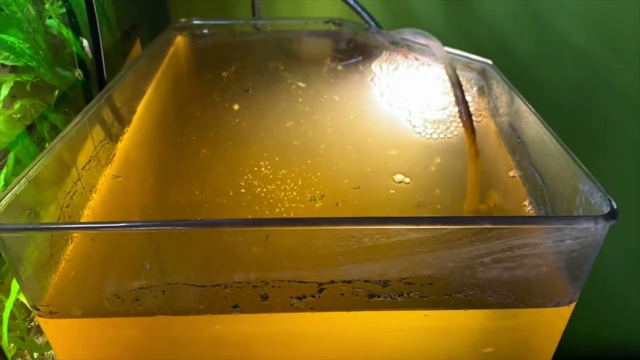 Artemia groß ziehen -wie geht das am einfachsten? reuploaded #artemia