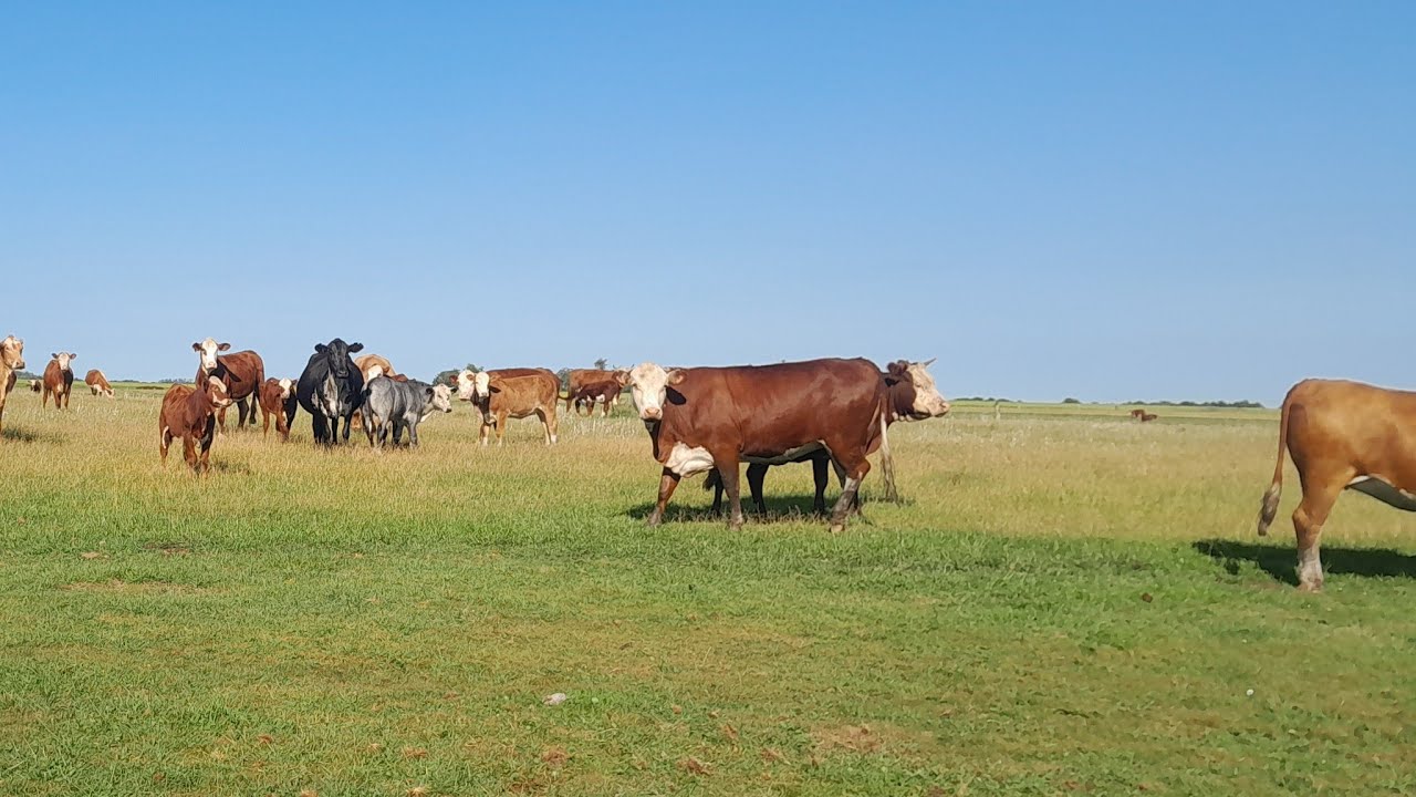 vando gil está ao vivovidade um gaúchonoagro!