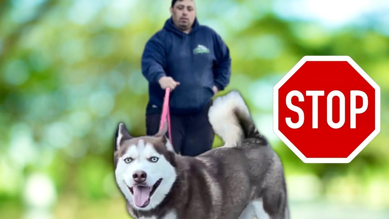 5 Reasons Your Leash Walking Training Isn’t Working!
