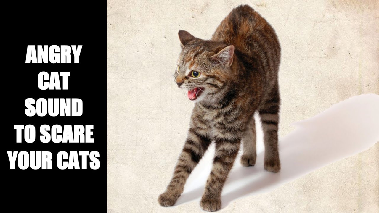 Angry Cat Sounds to Scare Cats