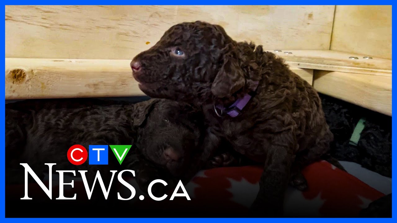Not your average dogs: Rare puppies
