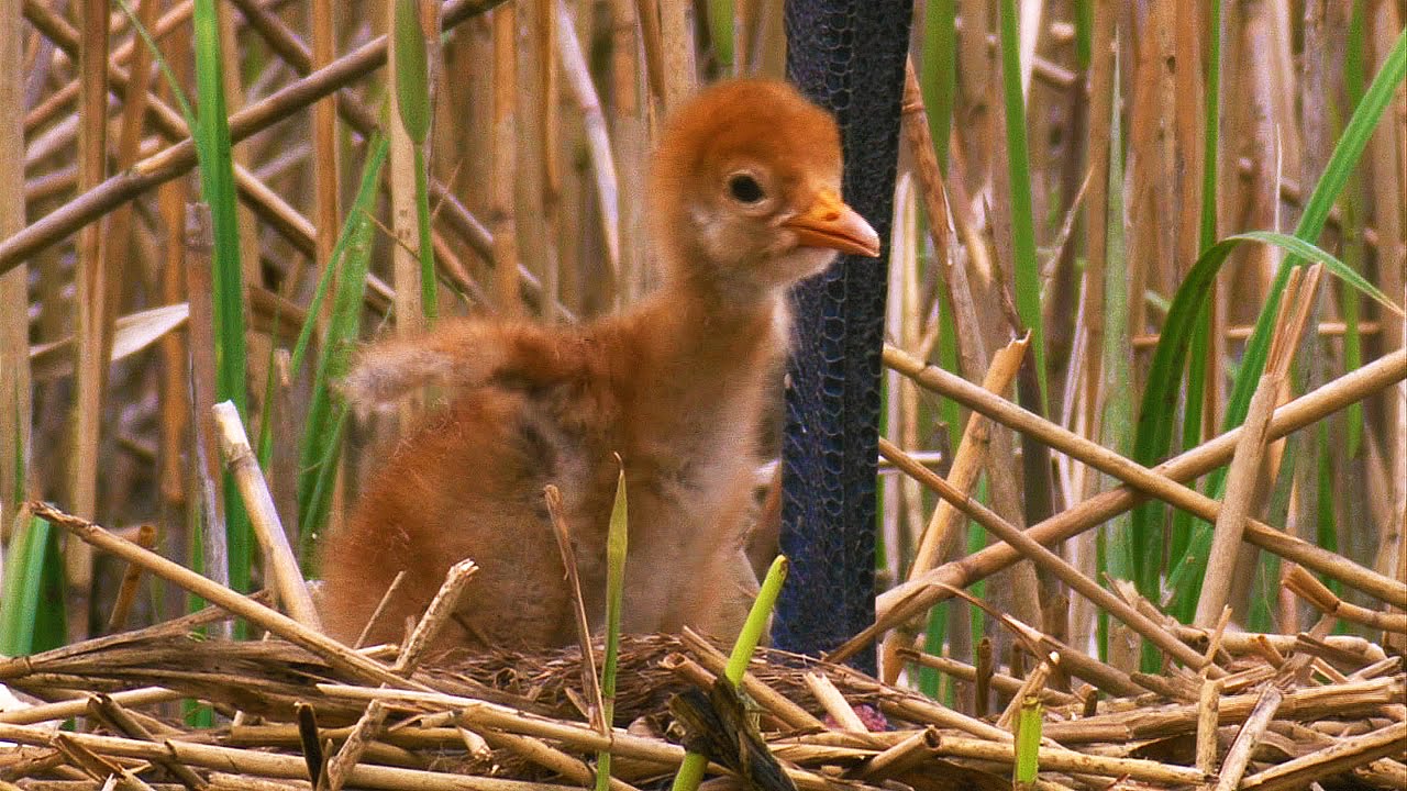 Kranich mit K&uuml;ken / Grus grus / [DOKU-GERMAN, DEUTSCH]