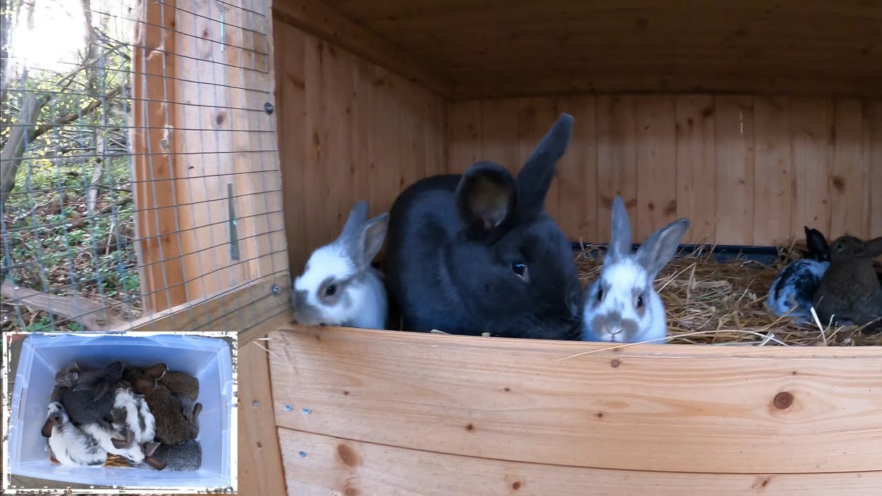 Heute ziehen 19 Kaninchen um