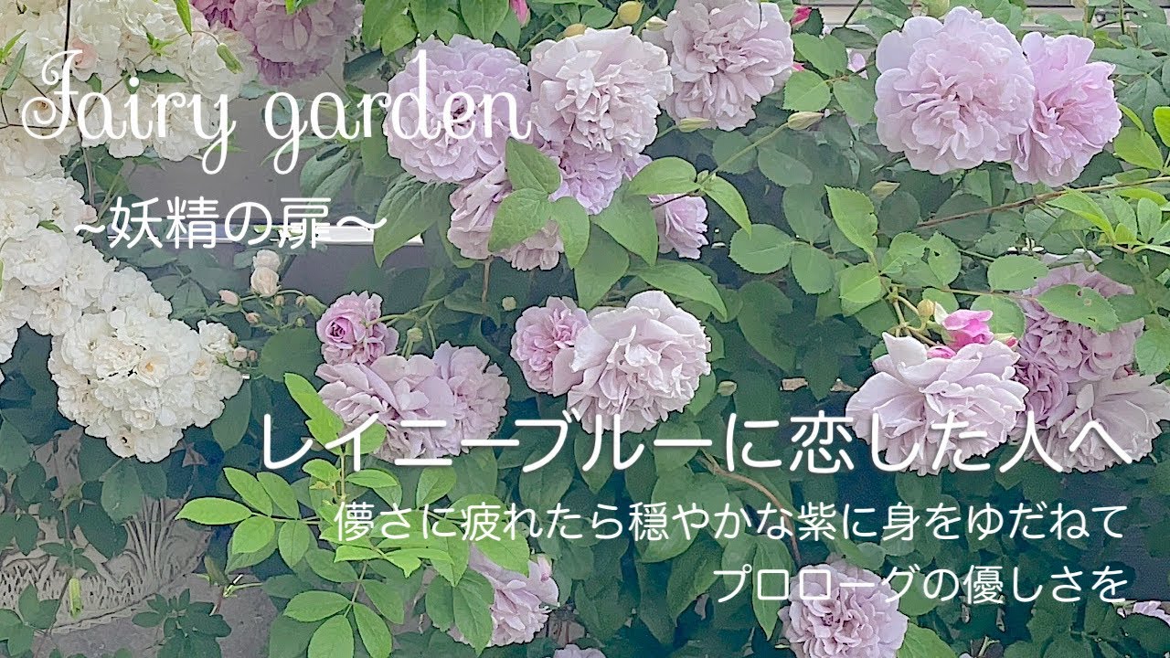レイニーブルーに恋した人へ/レイニーブルーが語る夢  プロローグの易しさを  揺れる心にふたつの紫　/ガーデニング/ガーデニング初心者