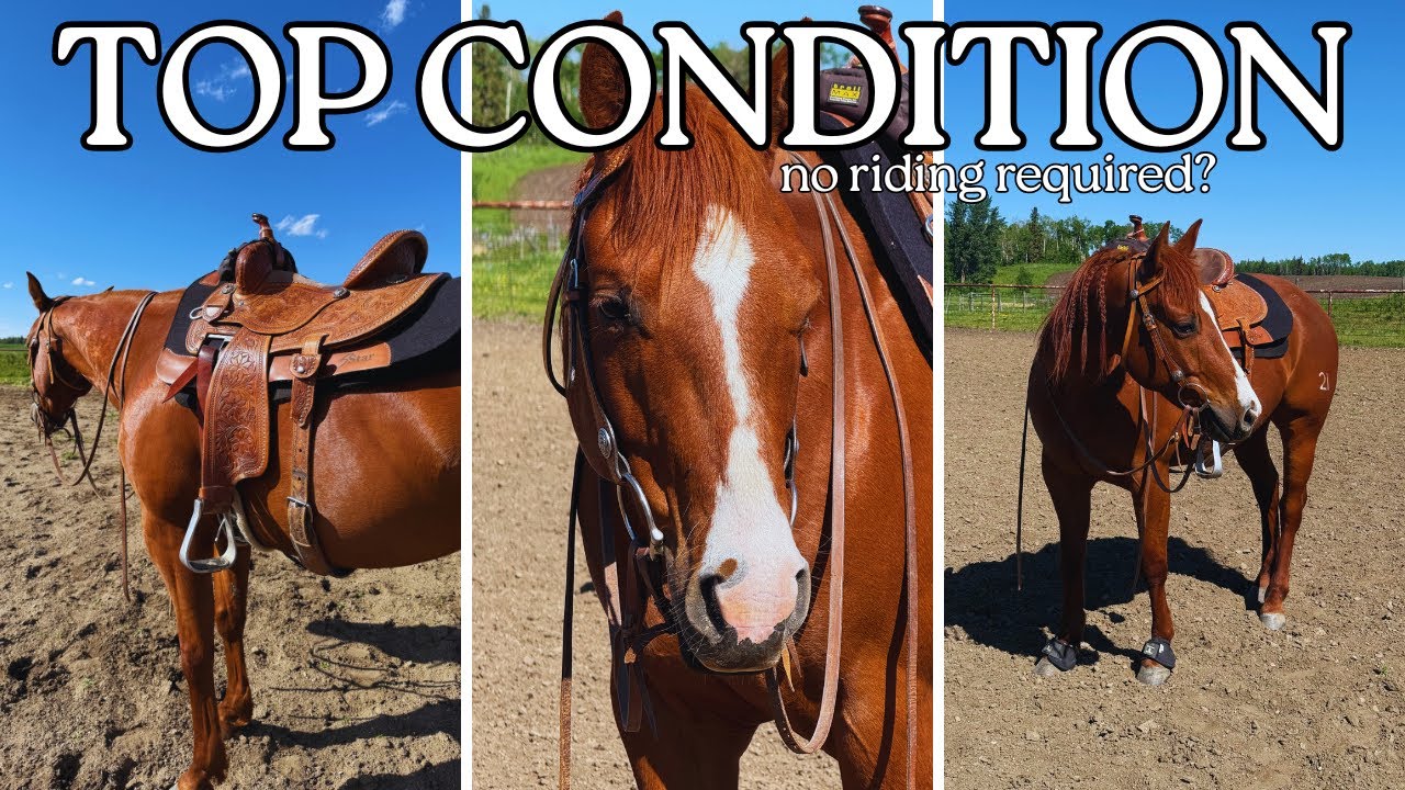 Can You Keep a Horse in Top Condition Without Riding Them?