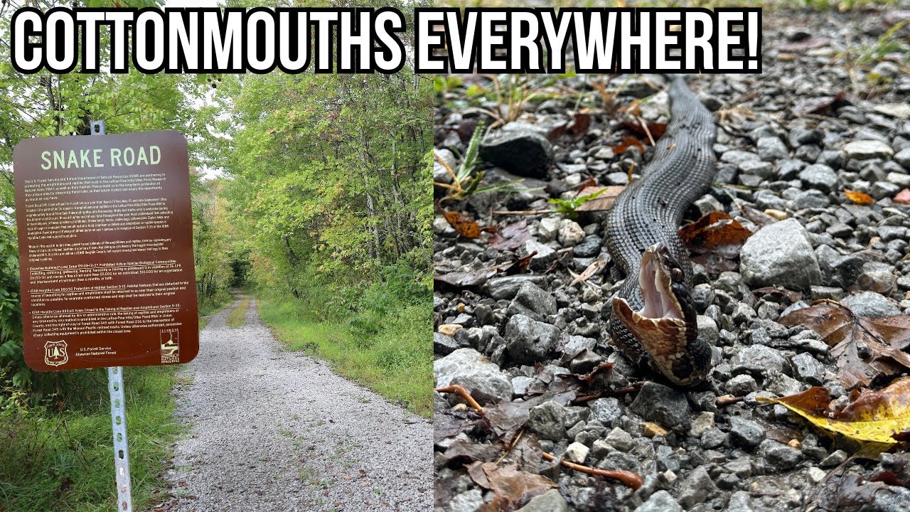 A Walk on THE Snake Road! Cottonmouth Migration in Southern Illinois