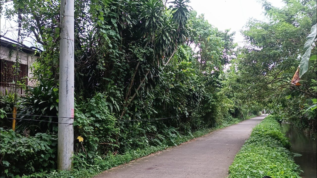 (P# 852) 2.3 hectares farm Lot may bakod na @ 800/sqm sa Pila, Laguna for sale