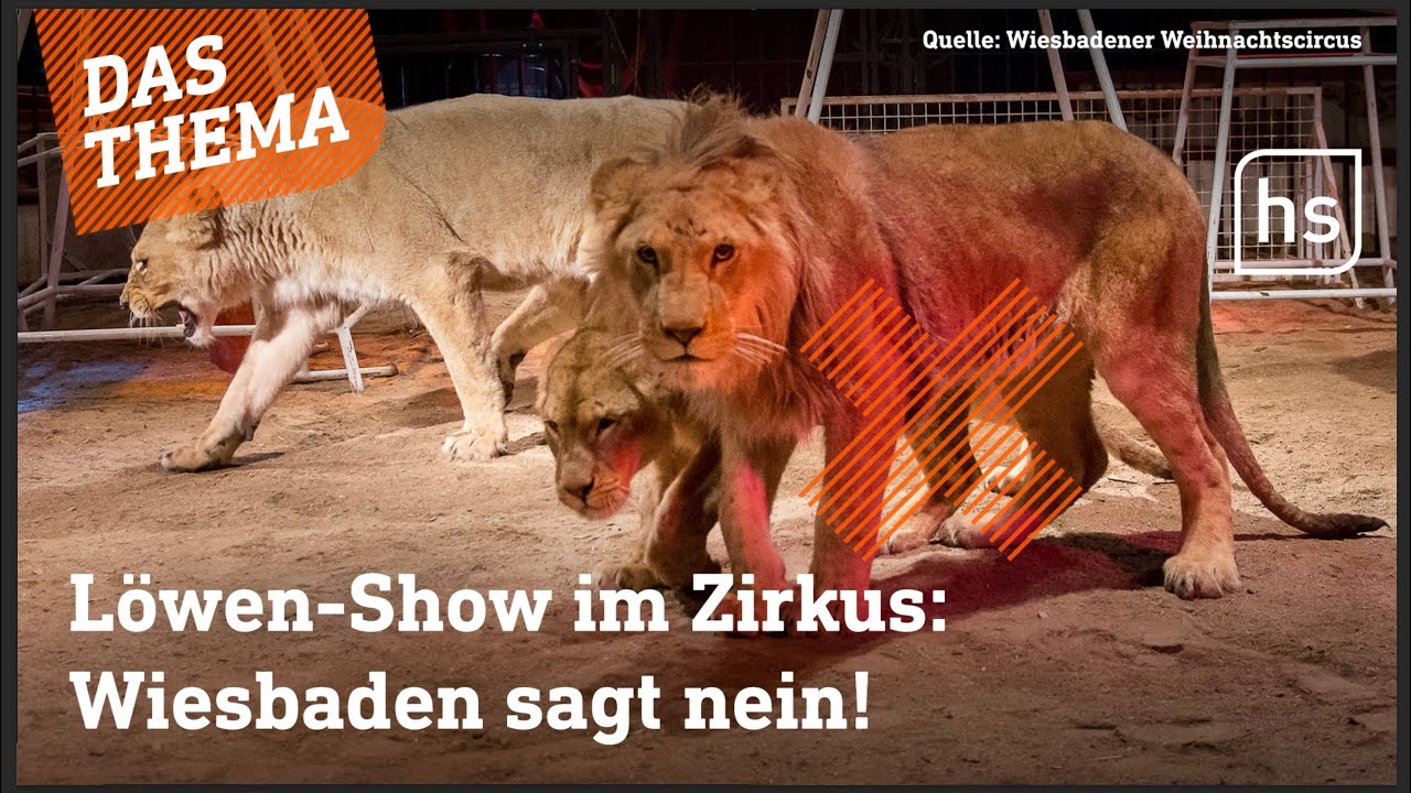 Tierischer Eklat im Wiesbadener Weihnachtscircus: Löwen-Show gestoppt wegen Tierschutzverstößen!