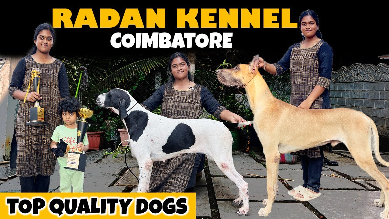 Top Quality Dogs | Kombai | Great Dane | English Pointer | Mudhol Hound | Radan Kennel Coimbatore