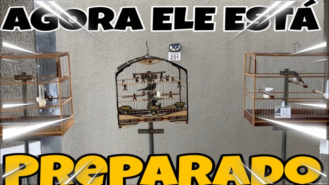 DEPOIS DE 3 DIAS DE ACASALAMENTO TIREI O COLEIRO DA FÊMEA E ESSE FOI O RESULTADO DE CARA @manotom