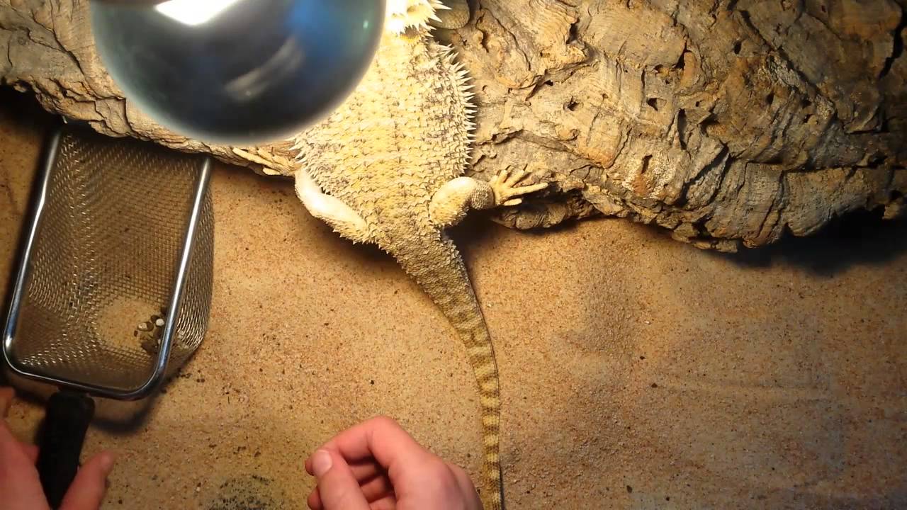 Baardagaam nl Hoe maak je een terrarium schoon?