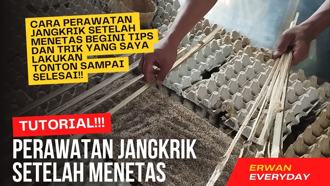 cara perawatan jangkrik setelah menetas