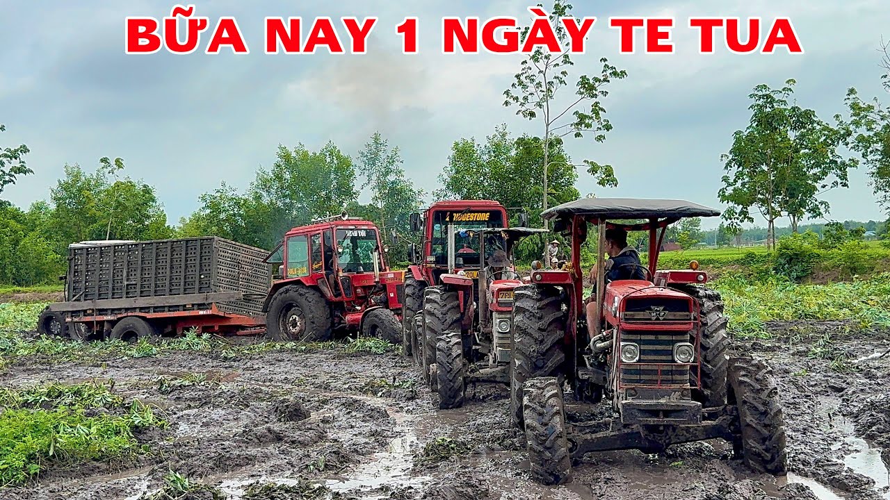 Nhổ củ mì mùa mưa dính lầy sang củ dầm mưa thật là một ngày công vất vả