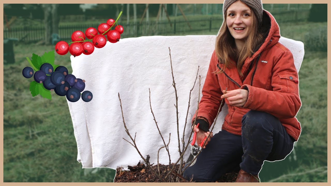 Blitzanleitung Johannisbeeren schneiden: rote, schwarze, weiße!