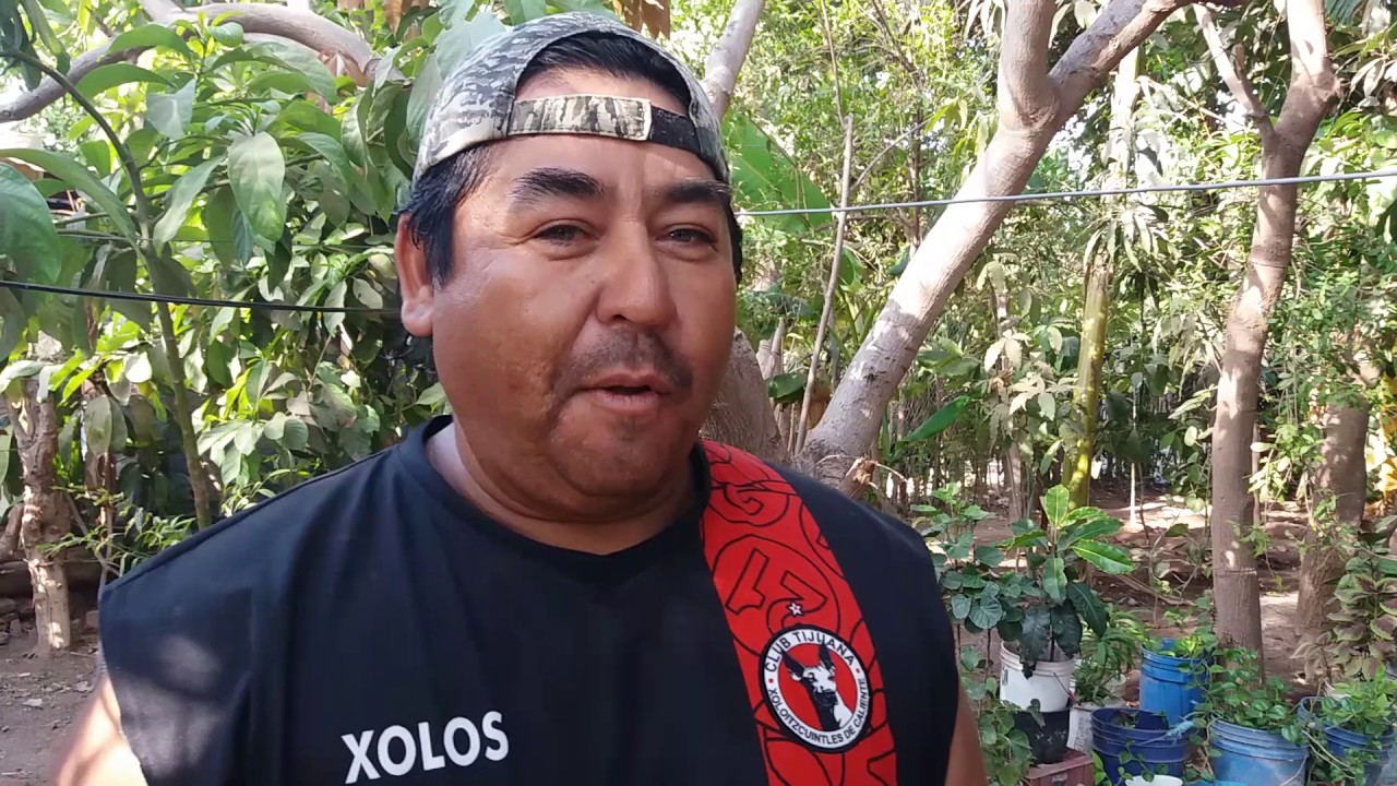 EL COME CHILES DE SONORA
