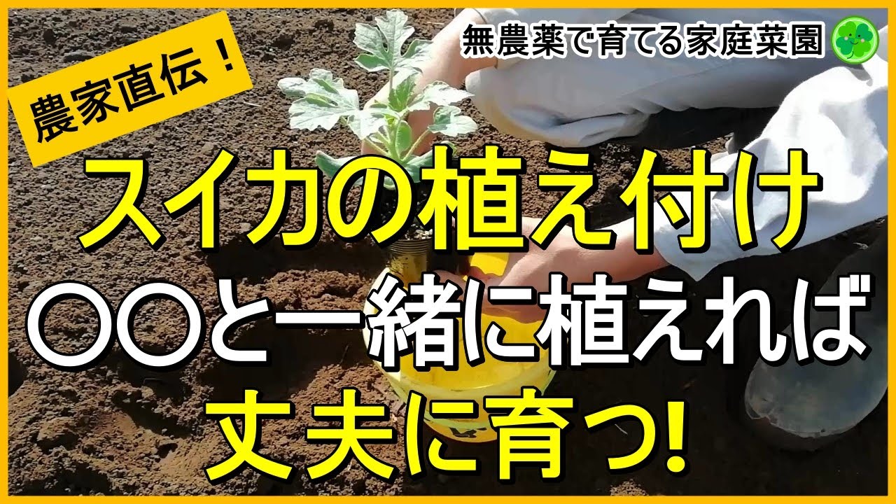 【スイカ栽培】病気になりにくい苗の植え方のコツ【有機農家直伝！無農薬で育てる家庭菜園】　23/4/22