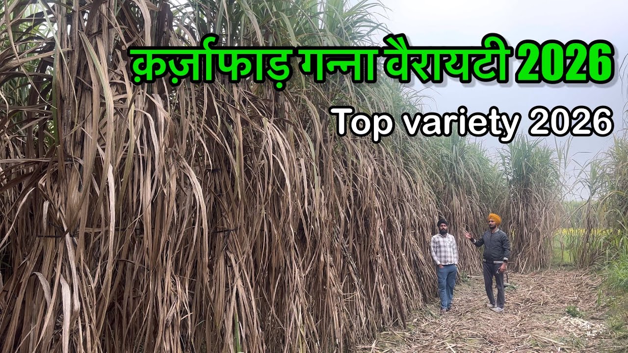 क़र्ज़ाफाड़ गन्ना वैरायटी किसानो की ग़रीबी मिटा डालेगी इस बार 2026 | Top variety 2026
