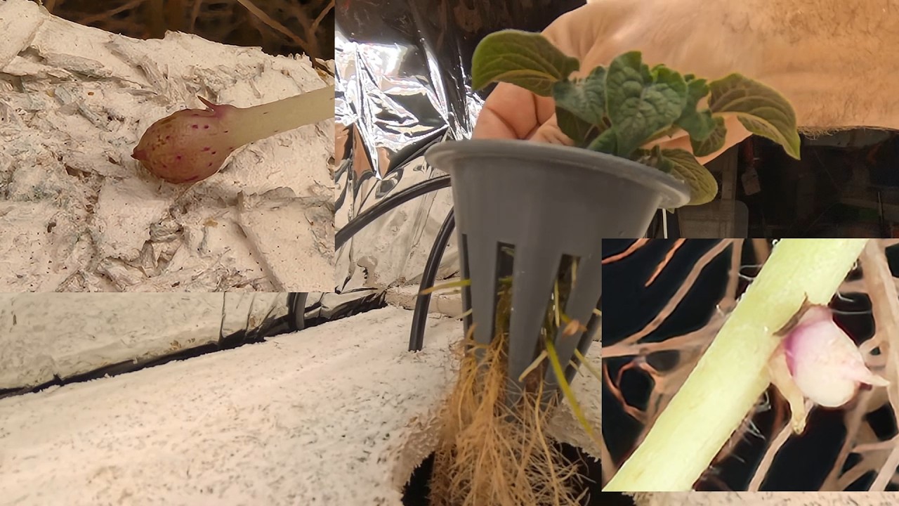 Hydroponic Potatoes In The Middle of Winter