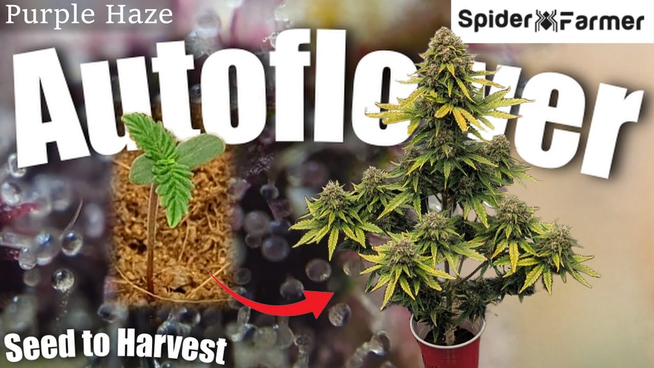 Как я выращиваю -38- От семени до урожая в Solo Cup - Purple Haze Auto Fastbuds - Spiderfarmer SF...