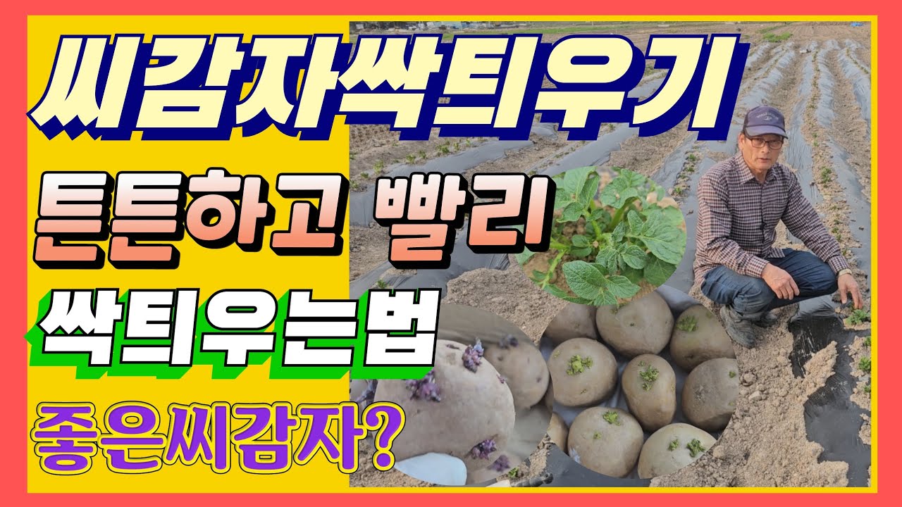씨감자 쉽고 빨리 싹틔우기