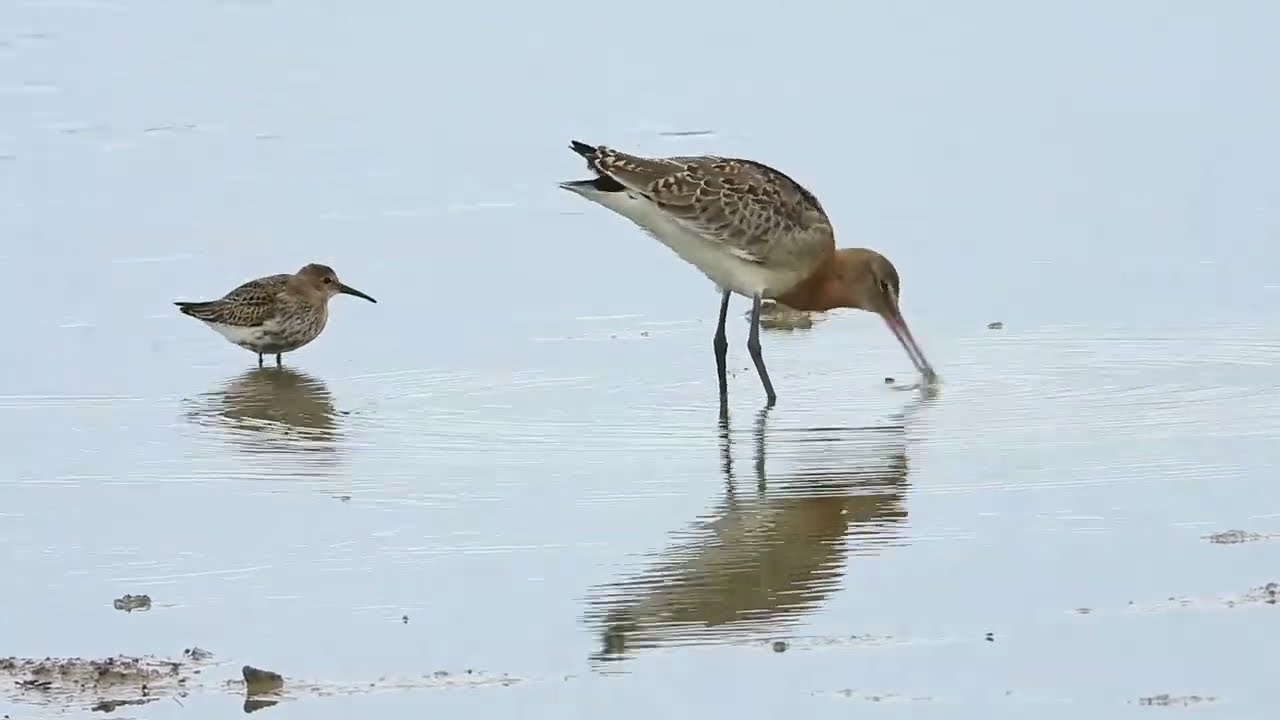 UK Wading Birds in Autumn