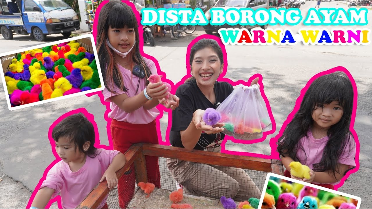 DISTA BORONG AYAM WARNA WARNI😁 !! AYAMNYA KABUR SEMUA #viralvideos