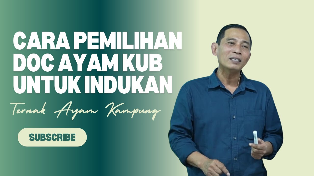 Cara Pemilihan DOC Ayam KUB Untuk Indukan