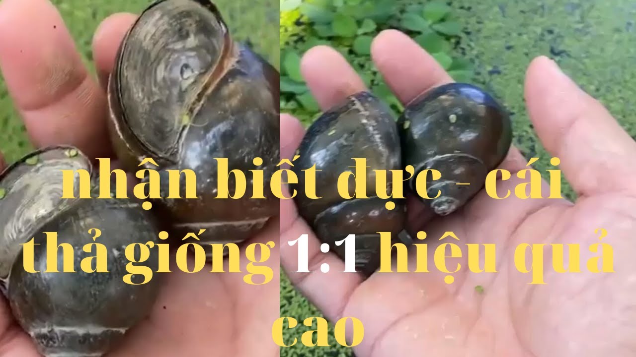 Cách phân biệt ốc bươu Đực và ốc Bươu Cái | Vietnamese farmers