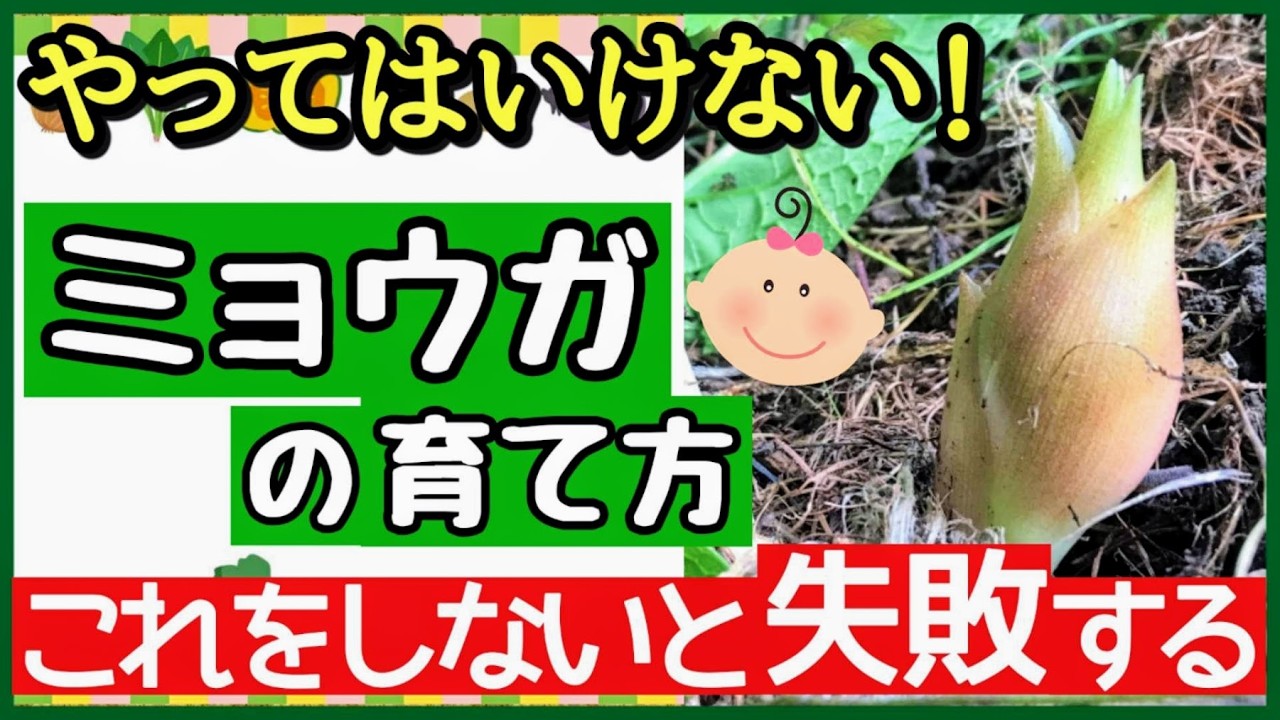 ミョウガを長～くたくさん収穫する最強の育て方！失敗しない植え付け～収穫までのコツ【初心者・プランター家庭菜園】