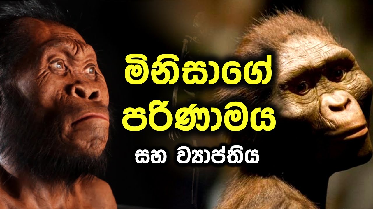 මිනිසාගේ පරිණාමය හා ව්&zwj;යාප්තිය | Human Evolution | Where do Humans Come From  | Seven Million Years