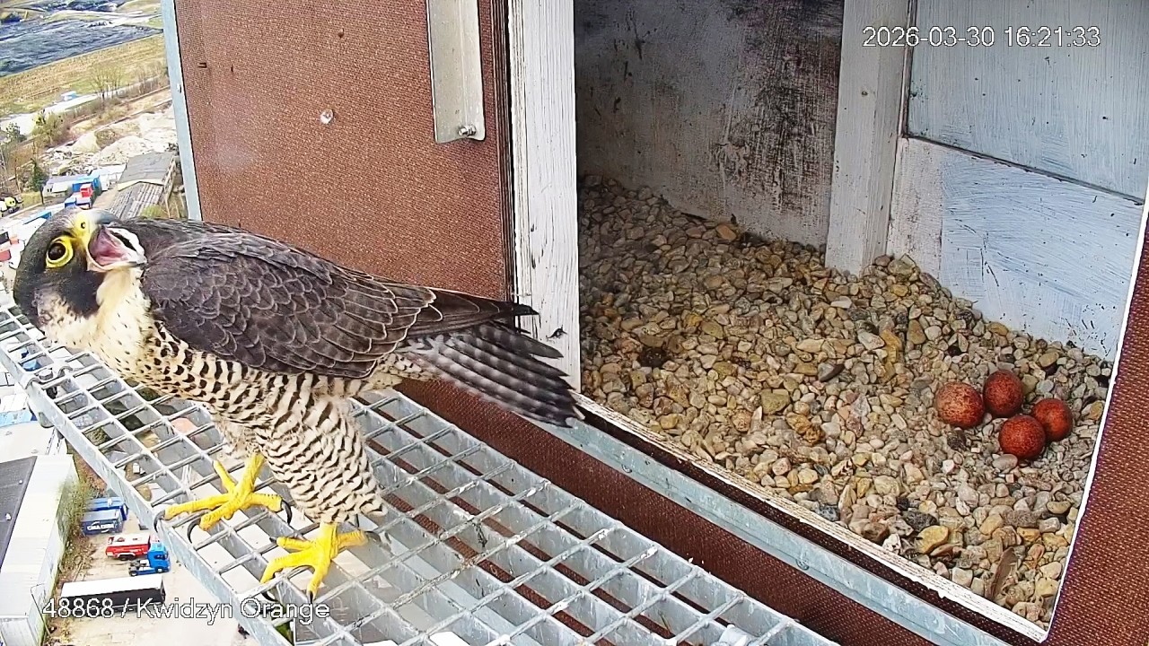 Zdenerwowana czy głodna ? Draka 30 03 2026 Kwidzyn sokoły wędrowne
