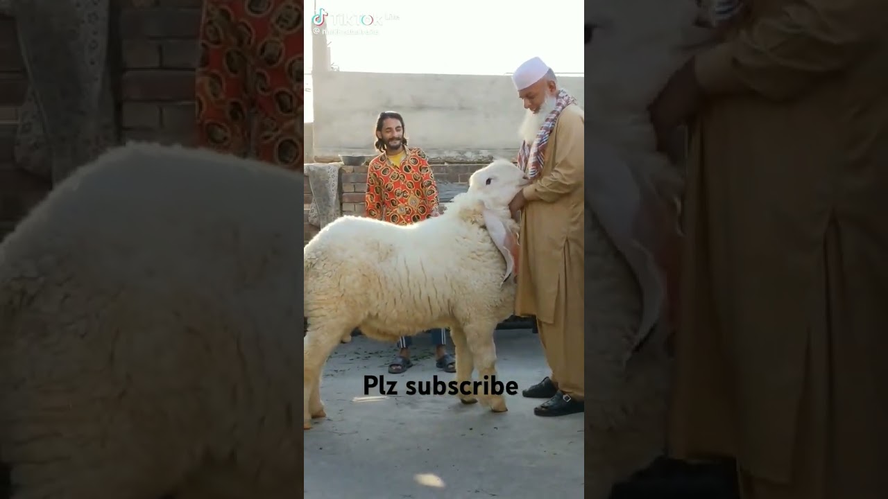 big chatra bakra mandi 