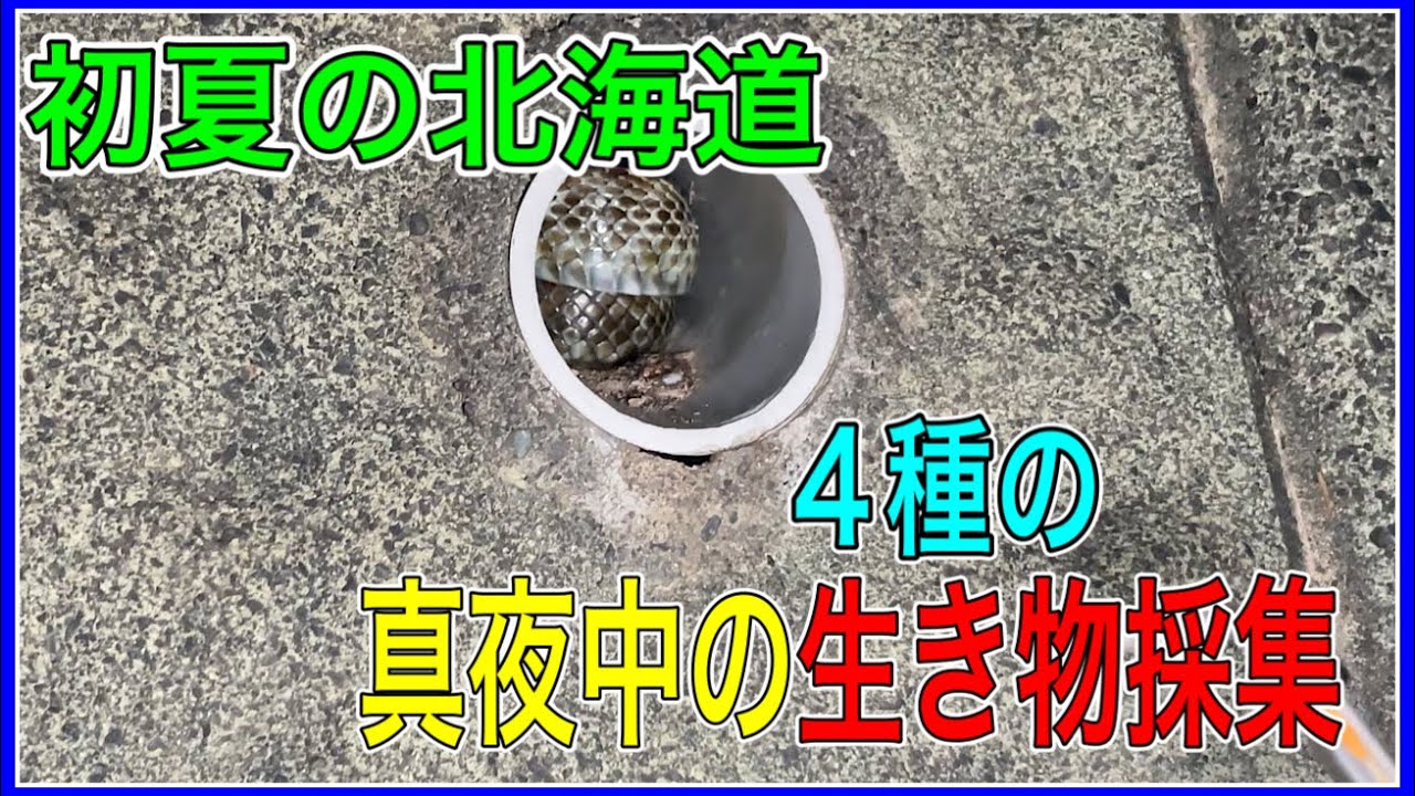 夜の生き物採集