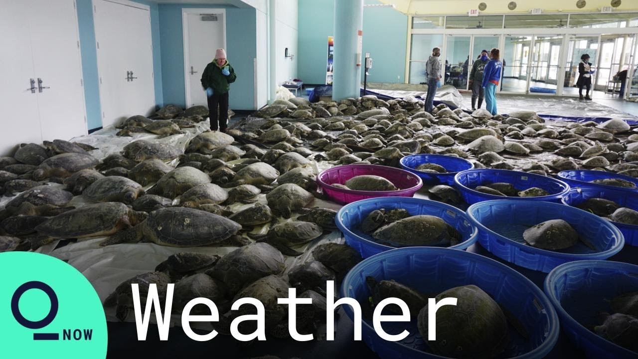 Texans Rescue Thousands of Cold-Stunned Sea Turtles on South Padre Island