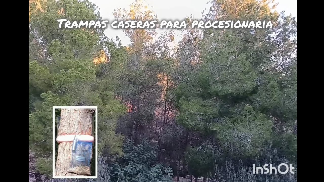 Trampas caseras para procesionaria