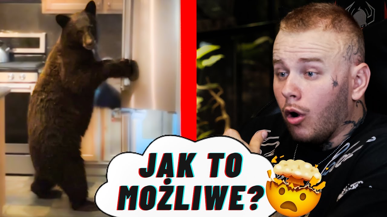 NIEDŹWIEDŹ WSZEDŁ MU DO KUCHNI❗️MOJA REAKCJA NA FILMY OD WIDZÓW!