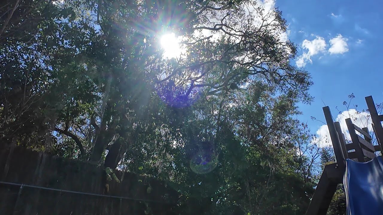 Still World ASMR | Afternoon Sounds in the Trees 🌲 30 Minutes of Ambient Nature