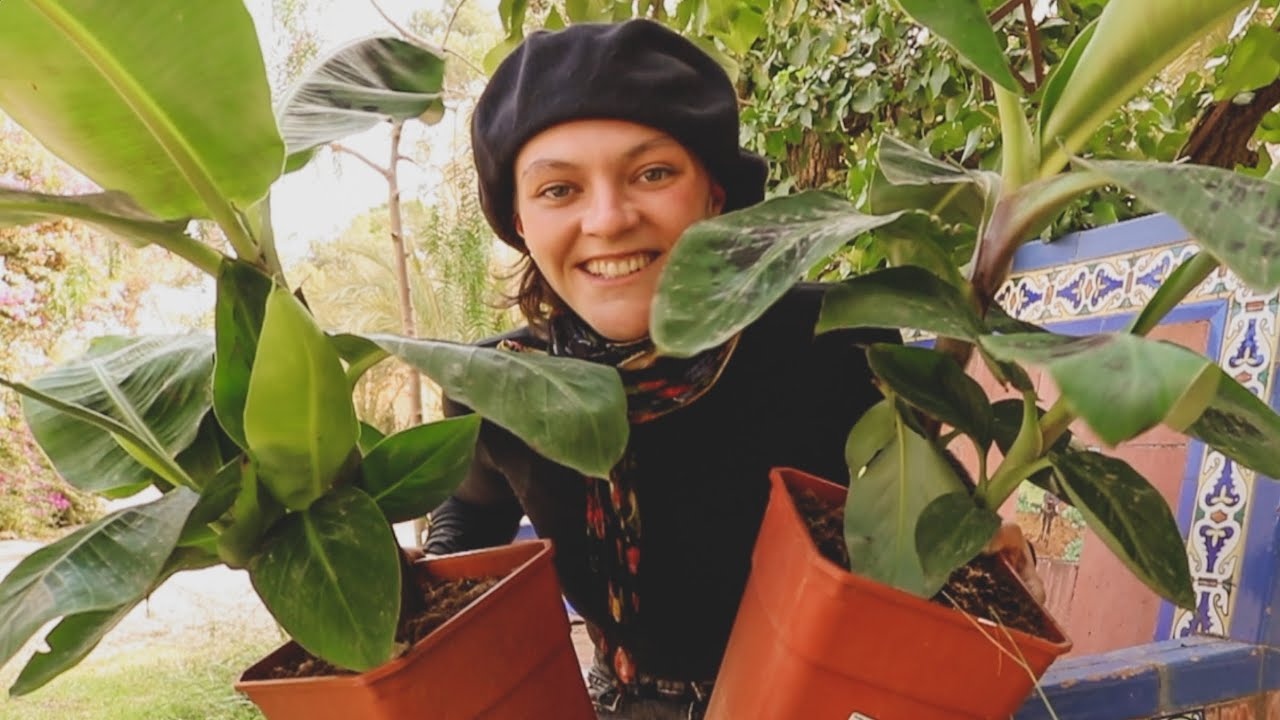 Noticias Sobre el Aceite de Oliva, Abejas y Plantando Plataneras